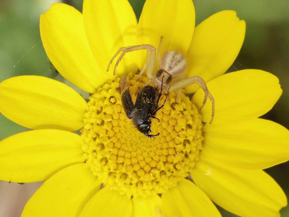 Paratriodonta romana (Melolonthidae)